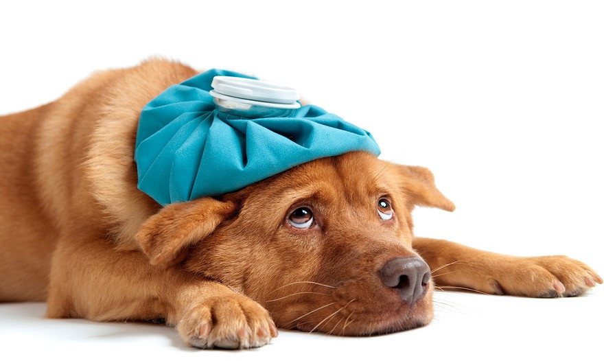 Πώς θα προστατεύσετε το σκύλο σας από τον ιό της γρίπης;