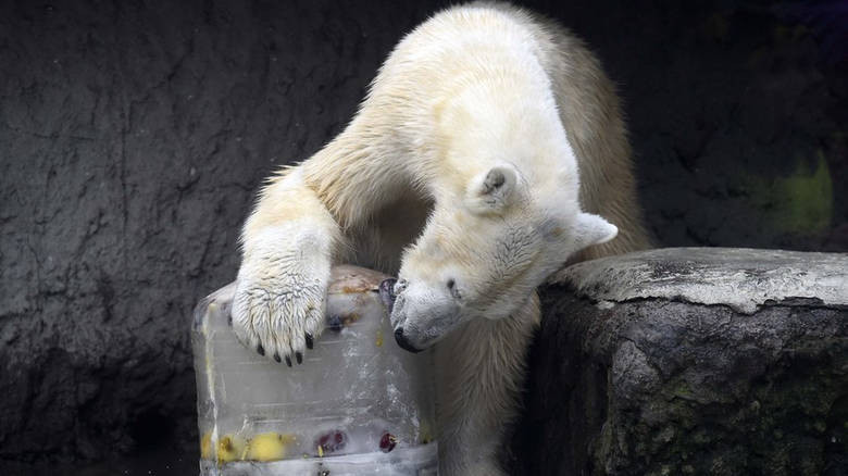 Πέθανε η γηραιότερη λευκή αρκούδα της Ρωσίας