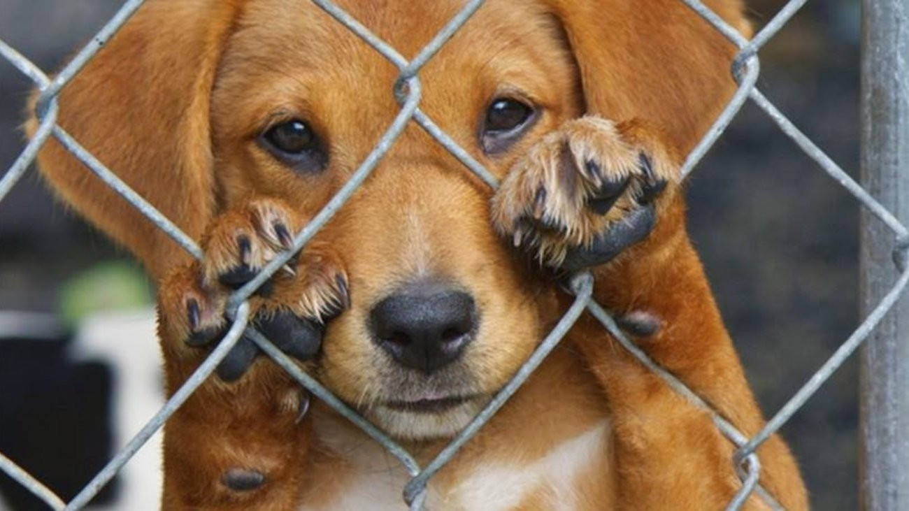 Ζάκυνθος: Παραδειγματική τιμωρία σε 47χρονο που σκότωσε τον σκύλο του