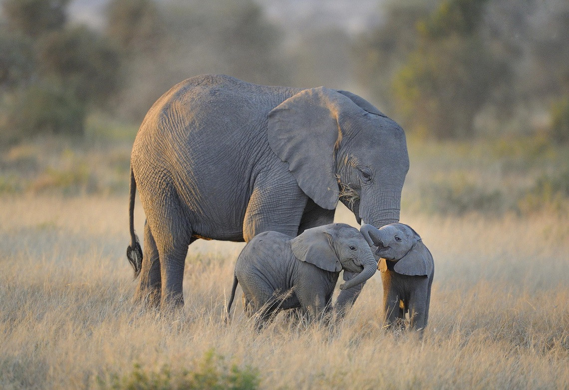 Τι έδειξε η μελέτη για το DNA των αρχαίων και σύγχρονων ελεφάντων