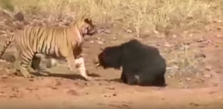 Όταν η τίγρη μετανιώνει την επίθεση σε αρκούδα [ΒΙΝΤΕΟ]