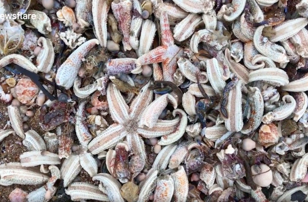 Χιλιάδες νεκροί αστερίες σε παραλίες της Βρετανίας [ΒΙΝΤΕΟ]