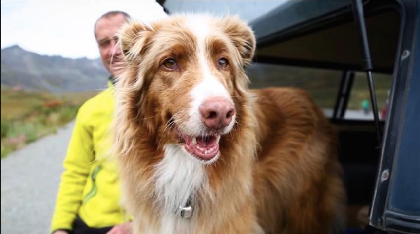 Ένας σκύλος διάσωσης απολαμβάνει τη συνταξιοδότηση του [ΒΙΝΤΕΟ]
