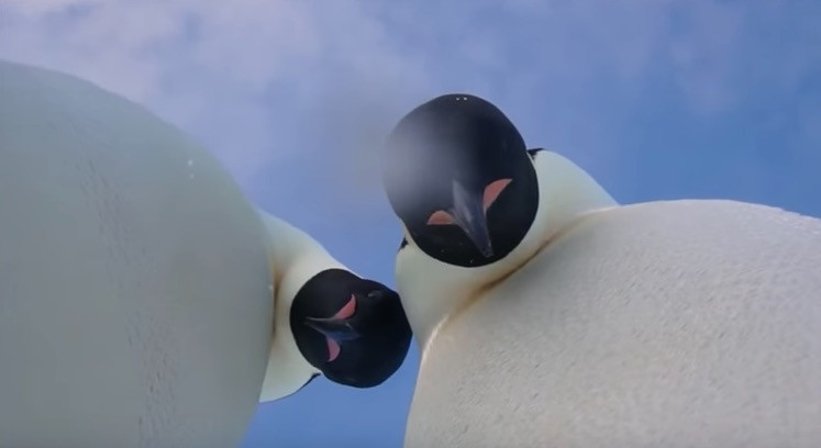 Πιγκουίνοι έτοιμοι να… βγάλουν σέλφι [ΒΙΝΤΕΟ]