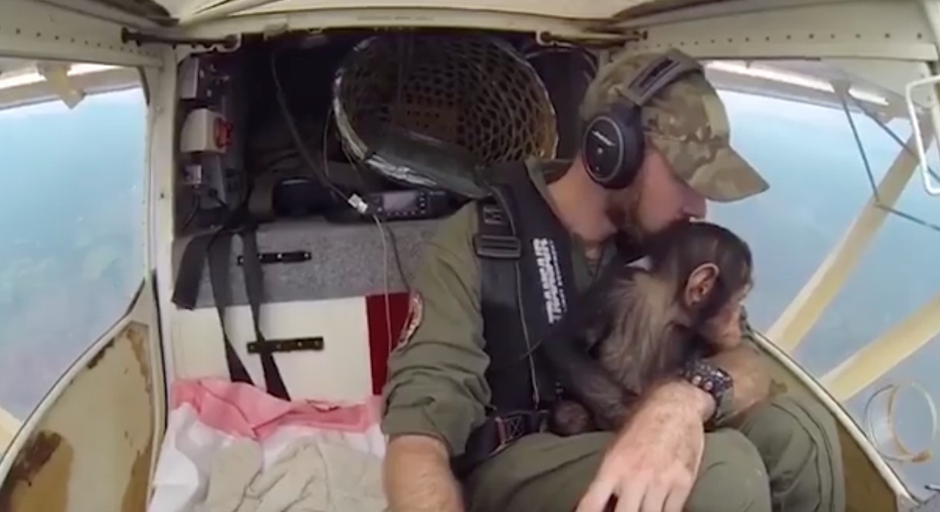 Ένας χιμπατζής μαθαίνει να… πιλοτάρει [ΒΙΝΤΕΟ]