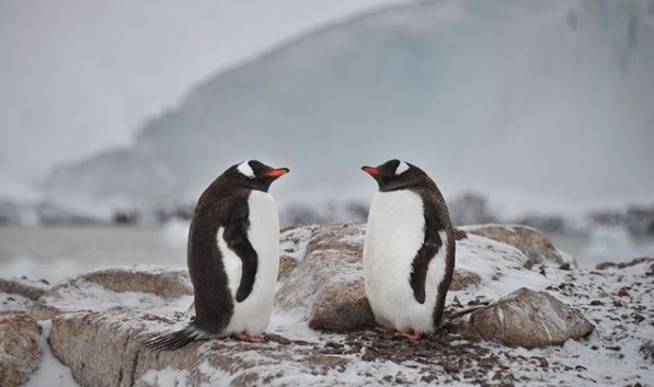 Η ζωή των πιγκουίνων στην Ανταρκτική [ΦΩΤΟ]