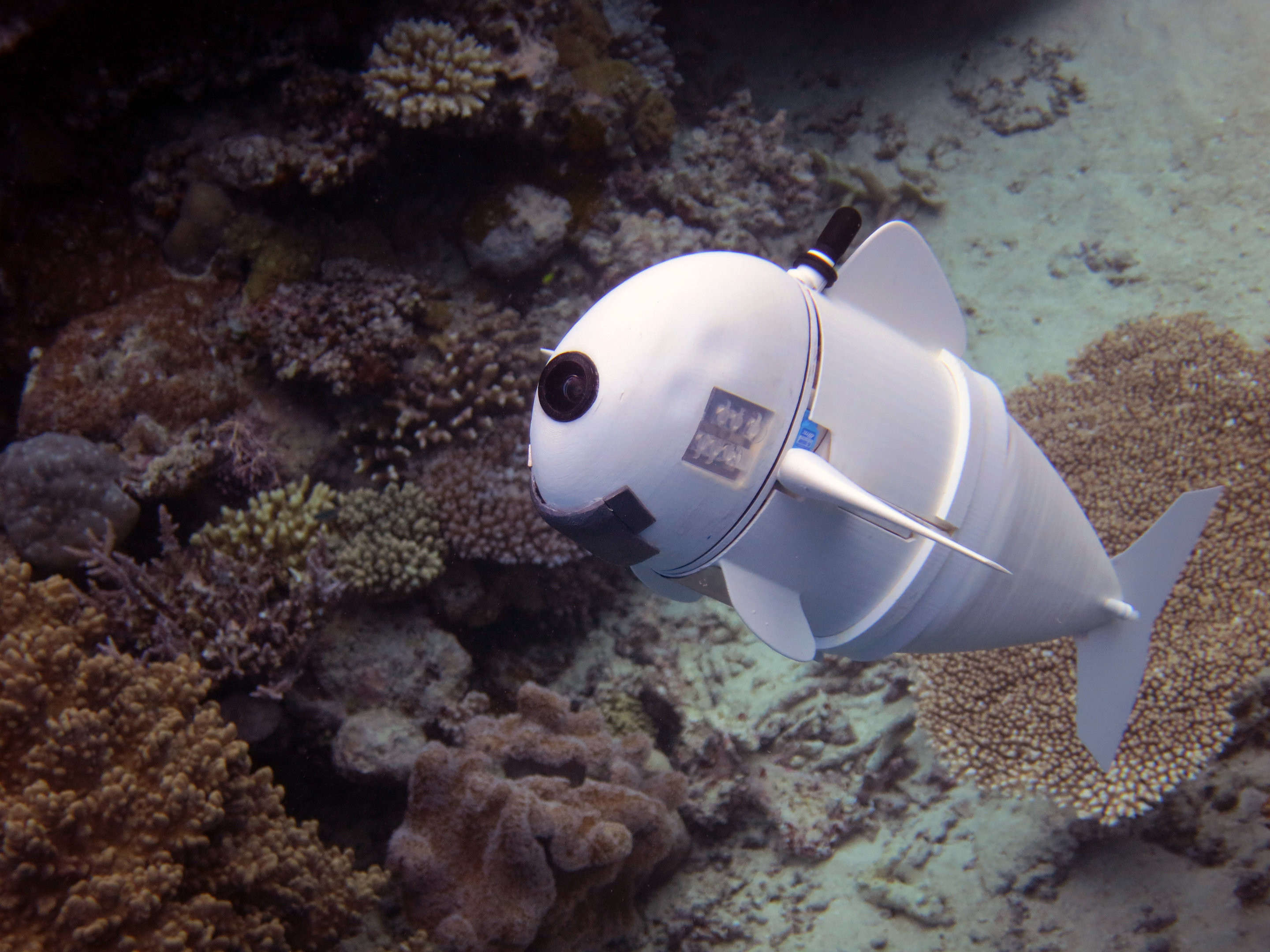 SoFi: Tο 1ο ρομποτικό ψάρι με… κατακτήσεις [ΦΩΤΟ+ΒΝΤΕΟ]