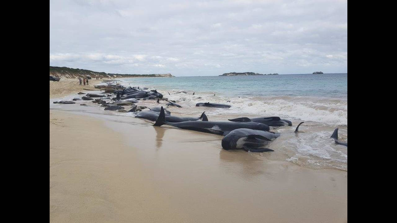 Παραλία της Αυστραλίας έγινε νεκροταφείο φαλαινών [Βίντεο]