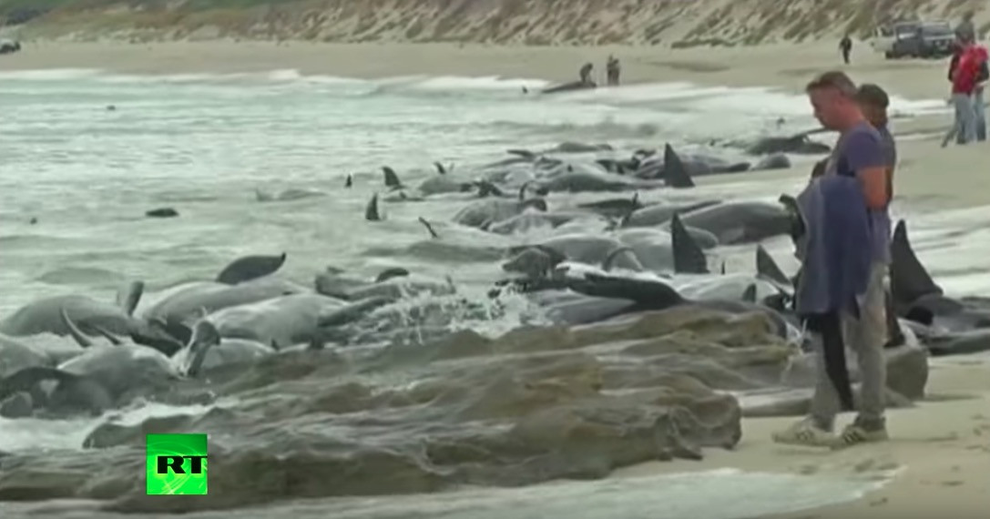 Πάνω από 130 φάλαινες ξεβράστηκαν νεκρές σε παραλία στην Αυστραλία [ΒΙΝΤΕΟ]