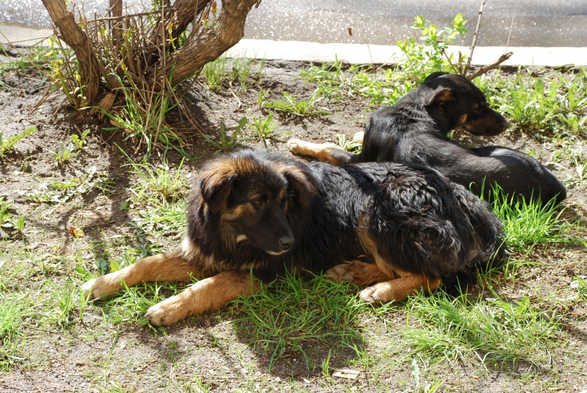 Τσιρώνης: Εμετικό το περιστατικό με τον βασανισμό σκύλου από οπλίτες [Βίντεο]