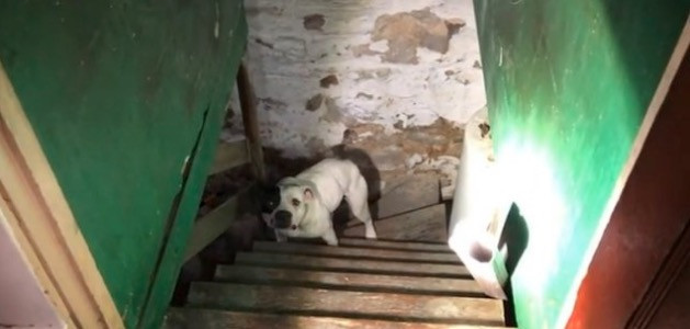 Μετακόμισε και βρήκε αλυσοδεμένο στο υπόγειο έναν σκύλο [ΒΙΝΤΕΟ]