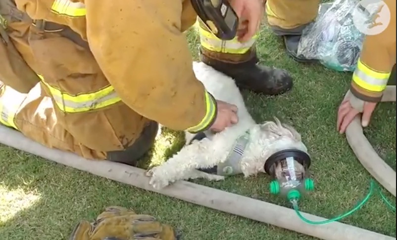 Πυροσβέστες επανέφεραν σκύλο στη ζωή [BINTEO]