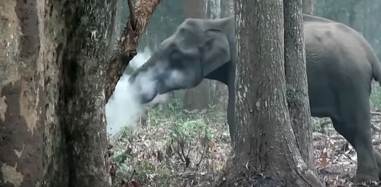 Ένας ελέφαντας που… καπνίζει στη Ινδία [ΒΙΝΤΕΟ]