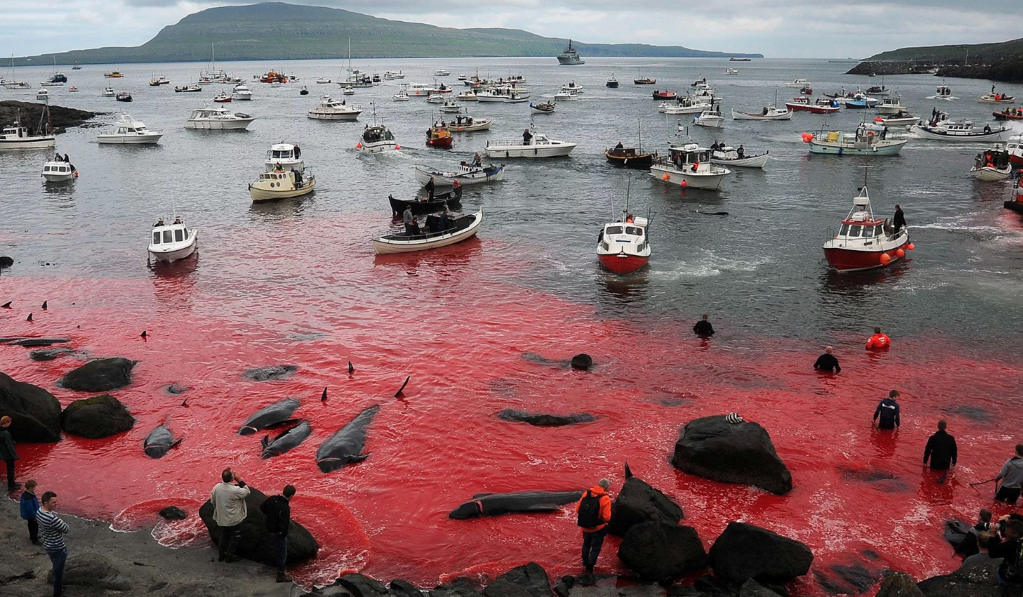 Πίσω από τη σφαγή των φαλαινών στα Νησιά Φερόε