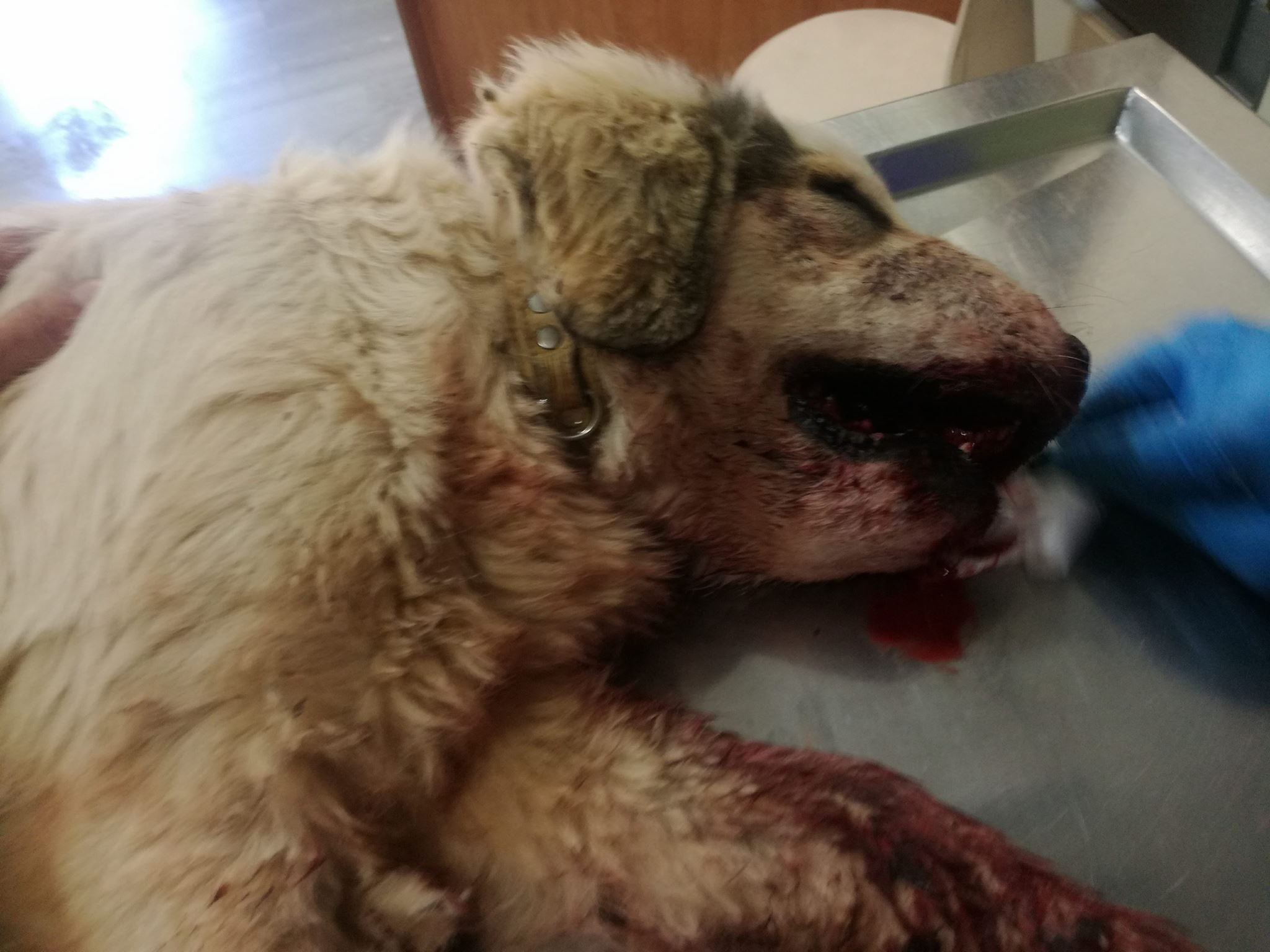 Νέα καταγγελία για κακοποίηση ζώου: Νεκρός σκύλος από κροτίδες που του έβαλαν στο στόμα