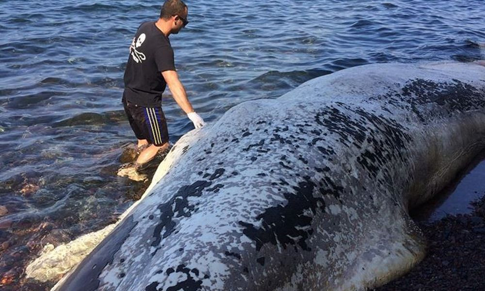 Νεκρή φάλαινα ξεβράστηκε στις ακτές της Σαντορίνης [ΦΩΤΟ+ΒΙΝΤΕΟ]