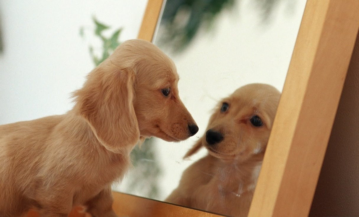 Σκύλος βλέπει τον εαυτό του σε καθρέφτη για πρώτη φορά [ΒΙΝΤΕΟ]