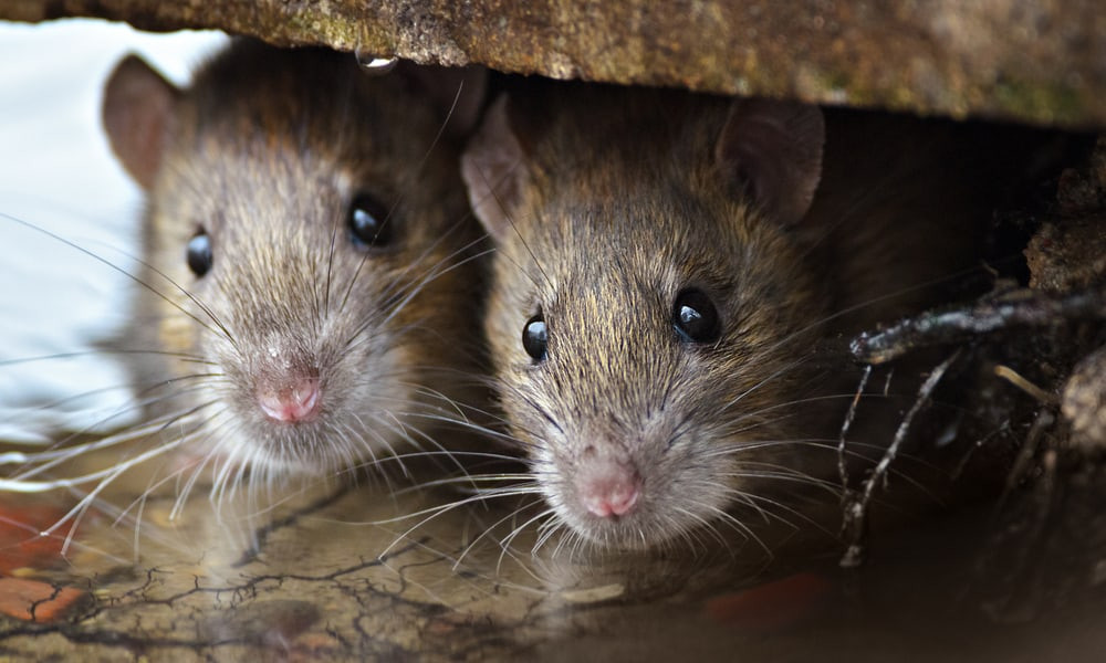 «Τα ποντίκια έφαγαν μισό τόνο κάνναβη» είπαν οι αστυνομικοί και απολύθηκαν