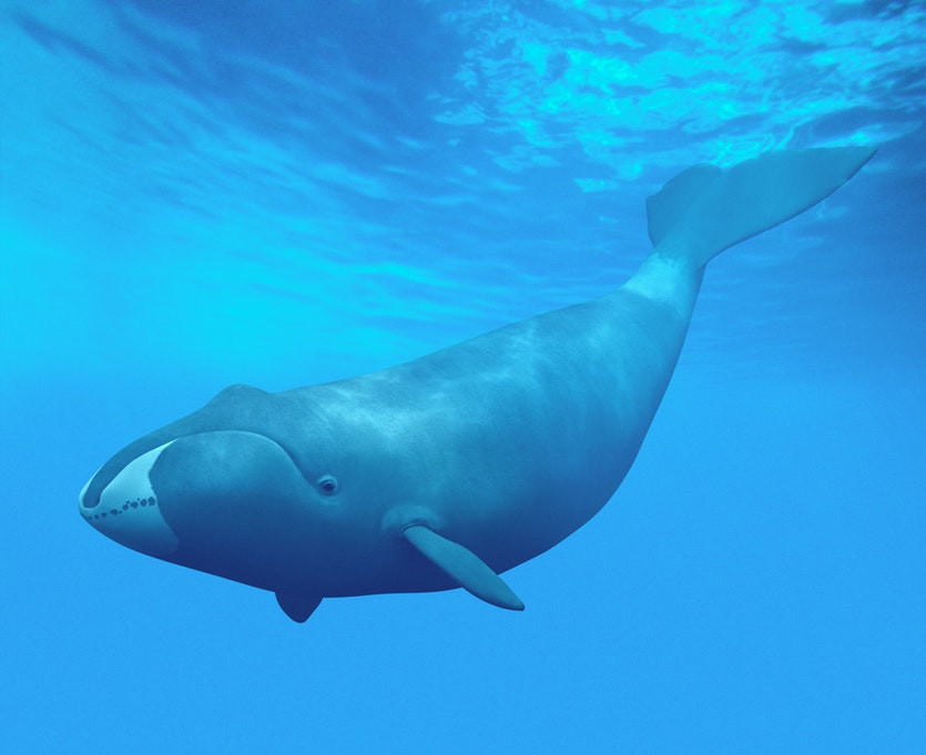 Τοξοκέφαλη φάλαινα: Ο «Λούις ‘Αρμστρονγκ» των ωκεανών [Βίντεο]