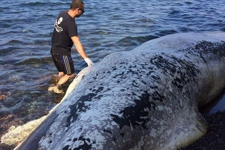Ο – καθόλου τυχαίος – θάνατος μιας φάλαινας στη Σαντορίνη