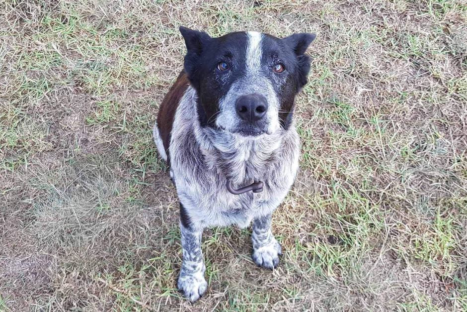 Ο 17χρονος Μαξ έγινε επίτιμος σκύλος της αστυνομίας στην Αυστραλία