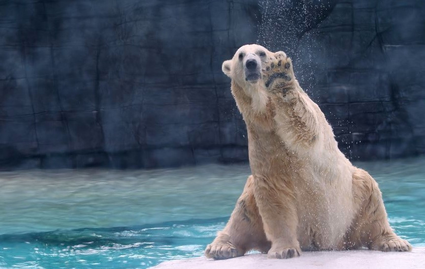 Πέθανε η μοναδική «τροπική» πολική αρκούδα [ΦΩΤΟ+ΒΙΝΤΕΟ]