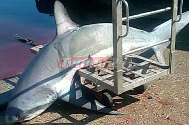Έπιασαν καρχαρία «αλεπού» 200 κιλών στον Πατραϊκό