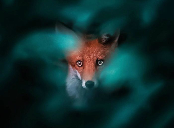 Φωτογράφος αιχμαλωτίζει την άγρια ομορφιά της αλεπούς [ΦΩΤΟ]