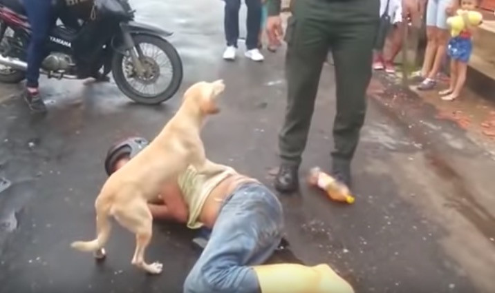 Ένας σκύλος «προστάτης» γίνεται viral [ΒΙΝΤΕΟ]