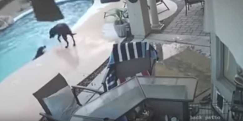 Σκύλος ναυαγοσώστης έπεσε στην πισίνα για να βοηθήσει τον φίλο του [ΒΙΝΤΕΟ]