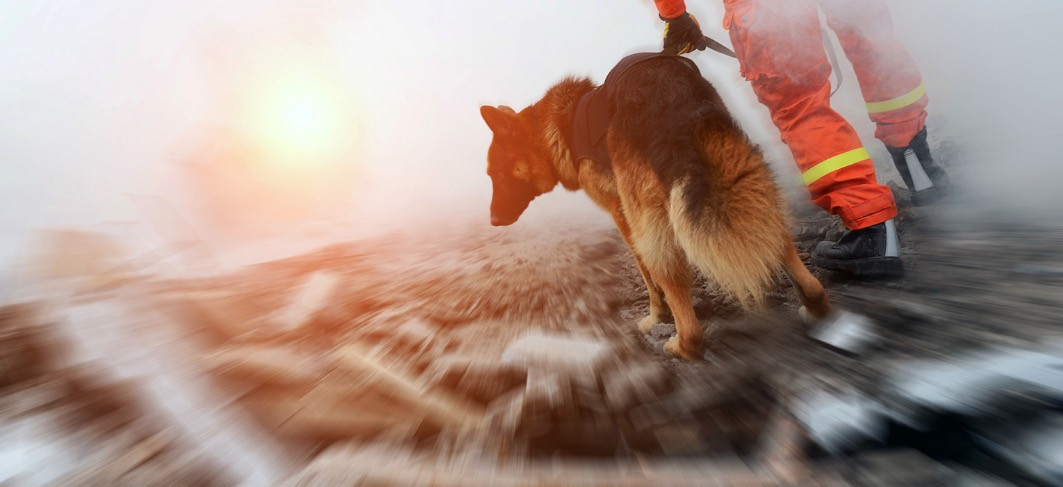 «Ηλεκτρονικός σκύλος διάσωσης» εντοπίζει ανθρώπους σε περίπτωση σεισμού