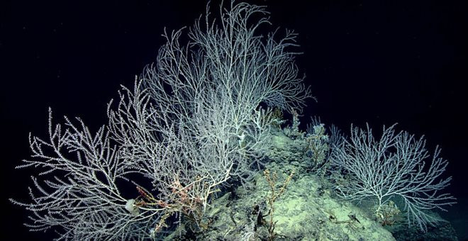 Ένας κήπος από κοράλλια κάτω από την επιφάνεια της θάλασσας [ΒΙΝΤΕΟ]