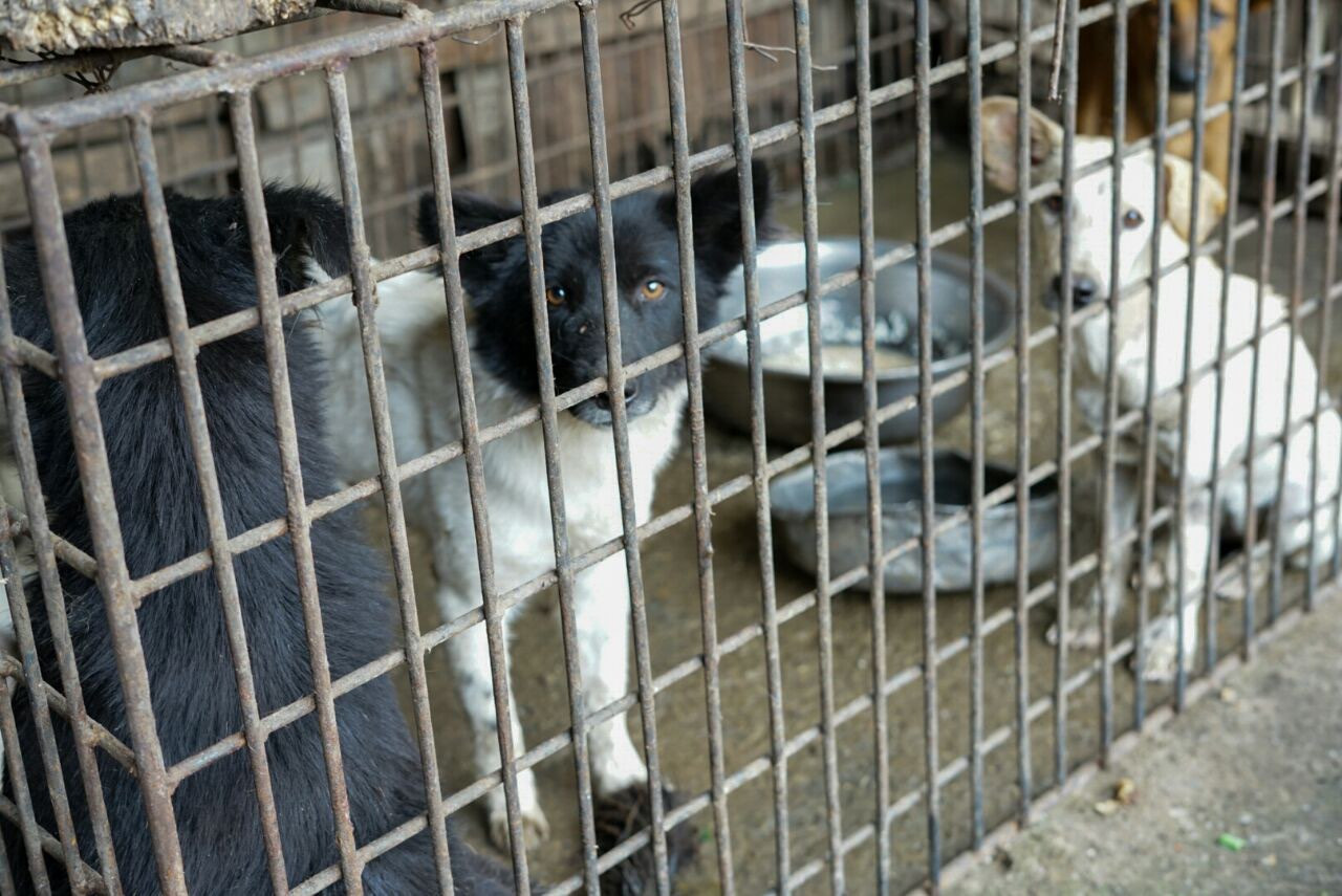 Διεθνής εκστρατεία για να σταματήσει η σφαγή των σκυλιών στην Ινδονησία