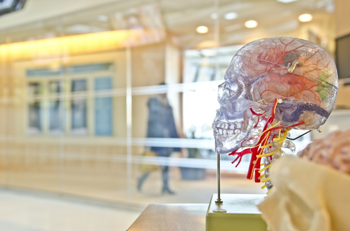 Νευρογένεση: Η αναγέννηση του εγκεφάλου