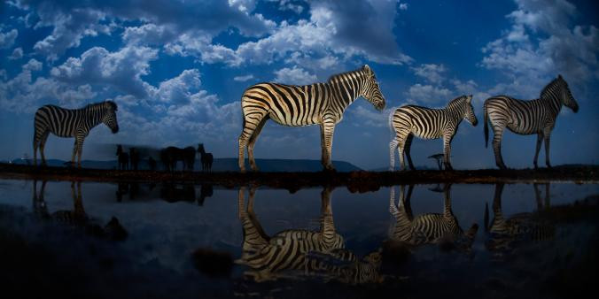 National Geographic: Αιχμαλωτίζοντας την ομορφιά άγριων ζώων το βράδυ [ΦΩΤΟ]