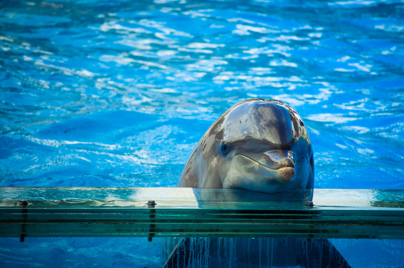 Πόσο «ευτυχισμένα» μπορεί να είναι τα δελφίνια σε αιχμαλωσία;