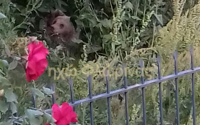 Μια αρκούδα με τα μικρά της βρήκε καταφύγιο σε αυλή σπιτιού στη Φλώρινα