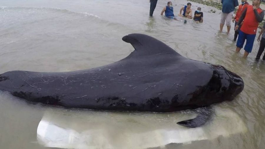 Άλλη μια φάλαινα πέθανε αφότου κατάπιε 80 πλαστικές σακούλες [Βίντεο]
