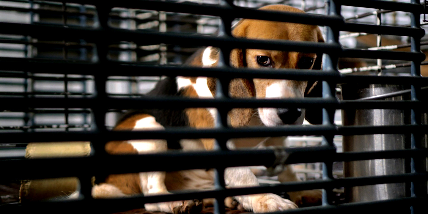 Γεννιούνται για να υποφέρουν: Βιομηχανία πειραμάτων σε σκυλιά στις ΗΠΑ [Βίντεο]