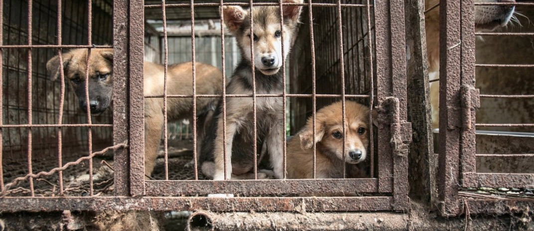 Ν. Κορέα: Παράνομη η σφαγή σκύλων για το κρέας τους