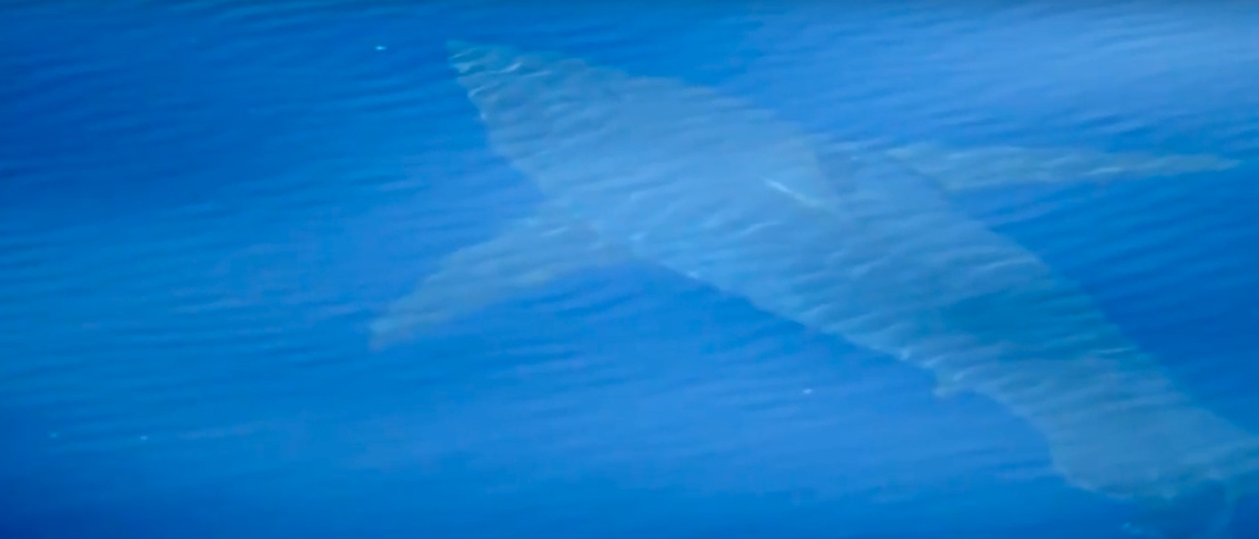 Θηριώδης λευκός καρχαρίας… «κόβει» βόλτες στην Μαγιόρκα, 40 χρόνια μετά