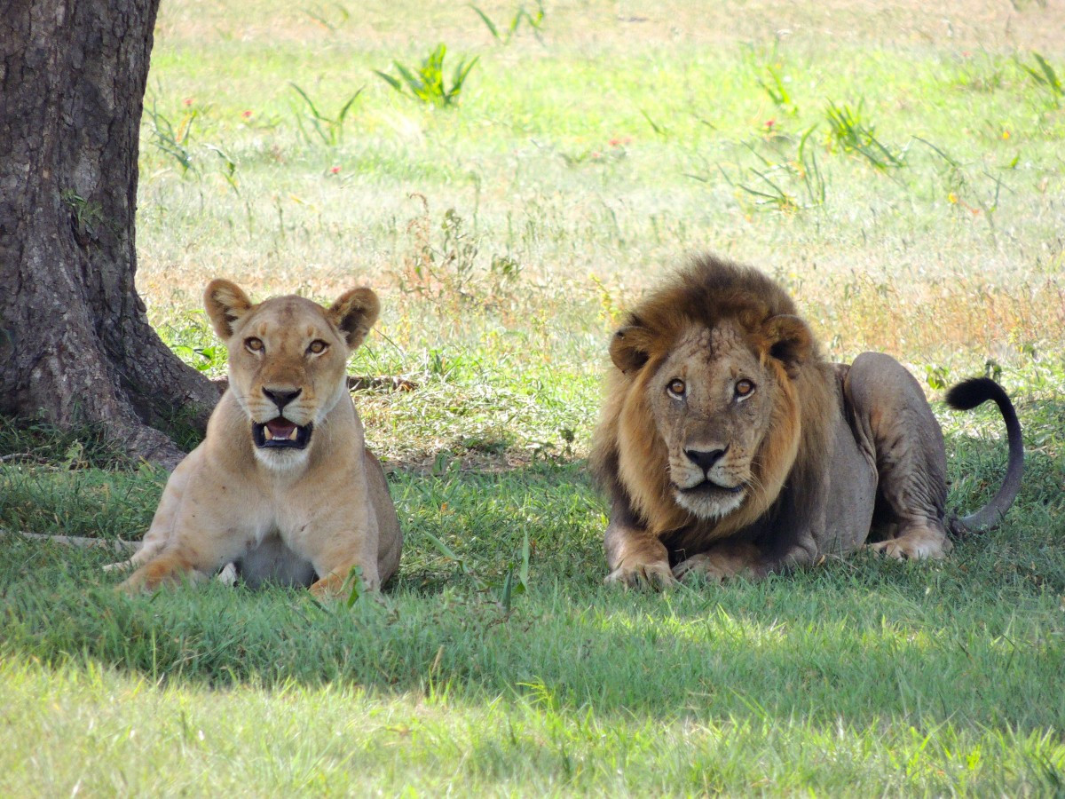 Νότια Αφρική: Λιοντάρια κατασπάραξαν λαθροθήρες