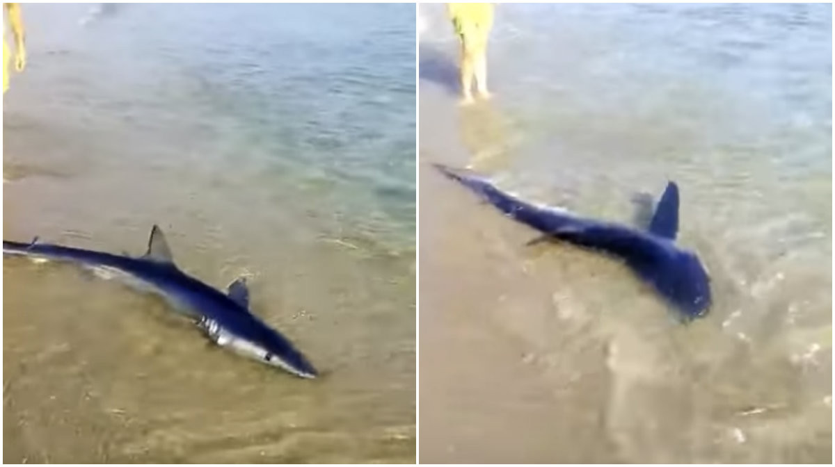 Καρχαρίας βγήκε σε παραλία των Χανίων [ΒΙΝΤΕΟ]