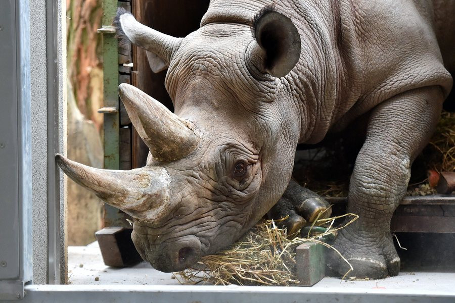 Νεκροί οκτώ μαύροι ρινόκεροι υπό εξαφάνιση