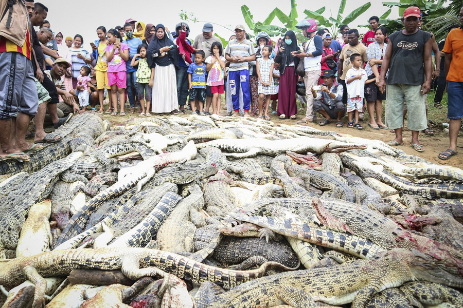 Οργισμένο πλήθος σκότωσε 300 κροκόδειλους στην Ινδονησία [ΦΩΤΟ+ΒΙΝΤΕΟ]