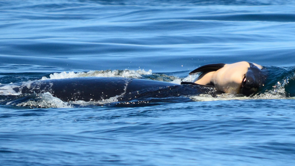 Μητέρα φάλαινα όρκα δεν αποχωριζόταν το νεκρό παιδί της επί τέσσερις μέρες