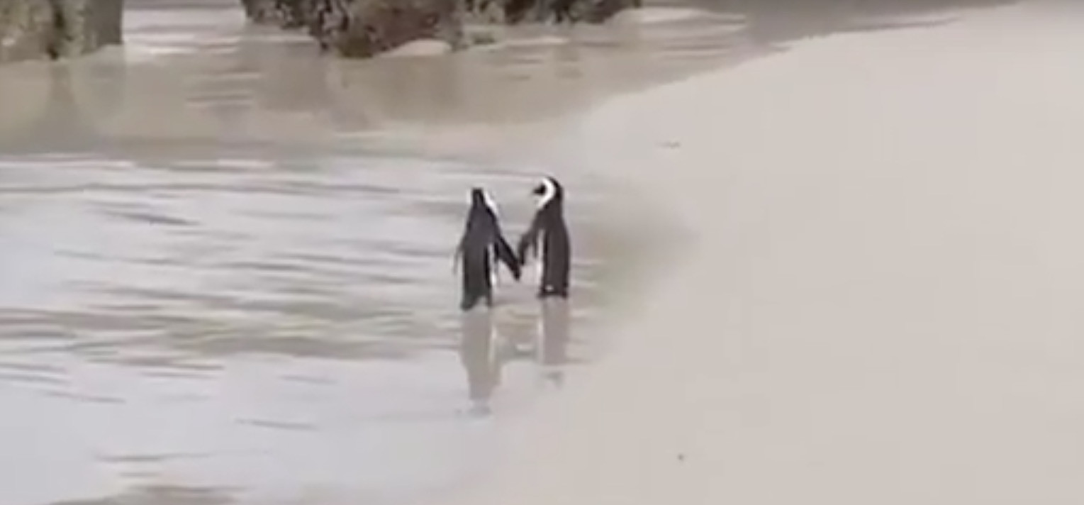 Δυο ερωτευμένοι πιγκουίνοι [Βίντεο]