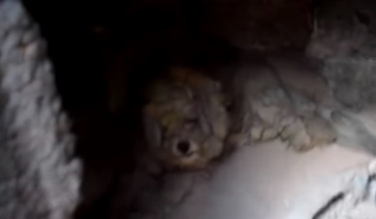 Βρήκαν ζωντανό σκυλάκι στα ερείπια καμμένου σπιτιού στο Μάτι [ΒΙΝΤΕΟ]