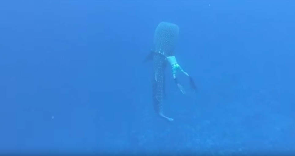 Διάσωση φάλαινας από τα δίχτυα φαλαινοθήρων [ΒΙΝΤΕΟ]
