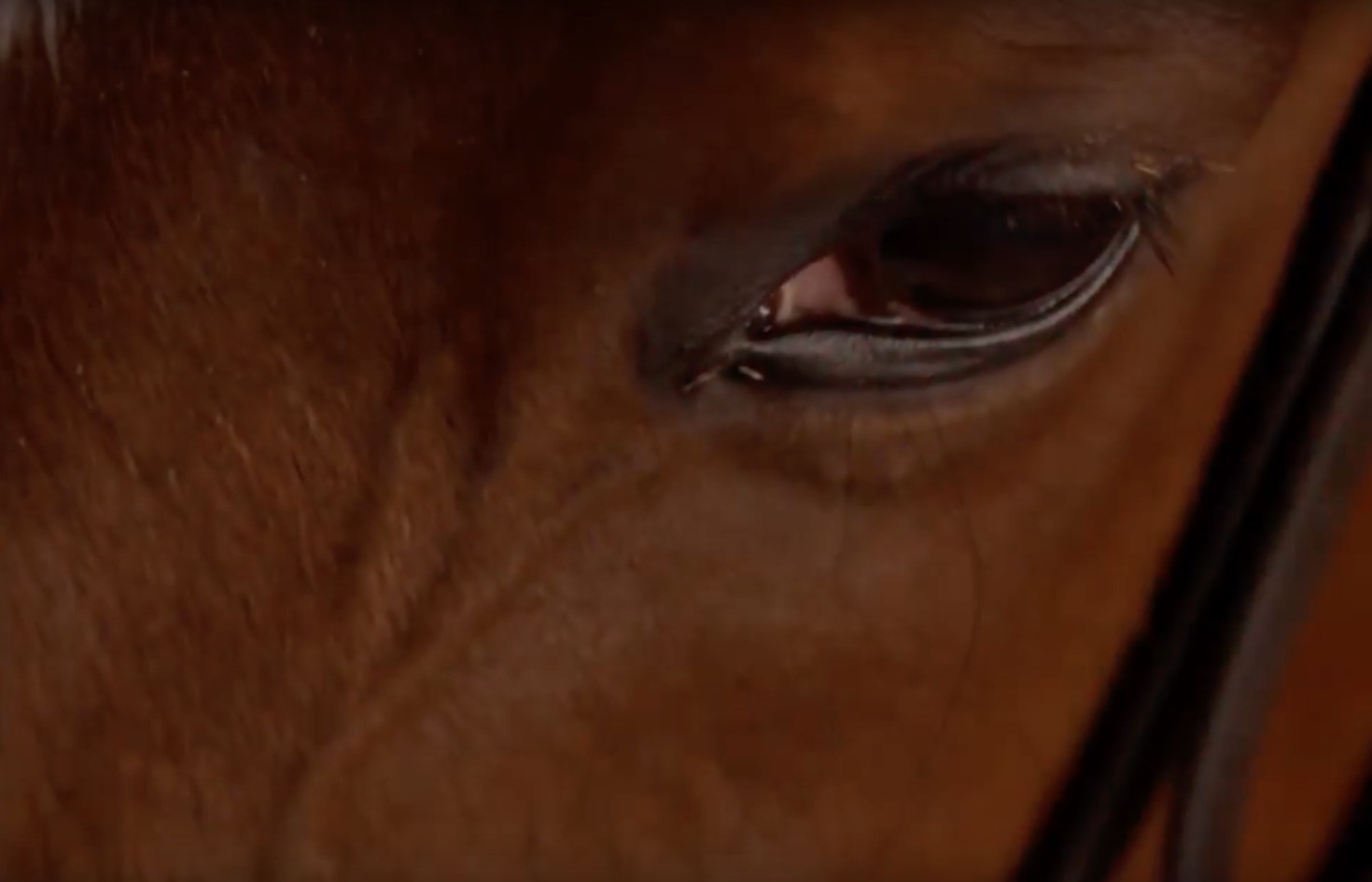 Τον γύρο του κόσμου κάνει η κακοποίηση των ιπποειδών στην Ελλάδα [Βίντεο]